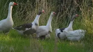 Feral domestic geese with their off spring