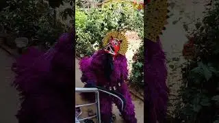 #holi #suggihabba Amadalli karadi