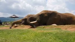 Amazing Elephant in the Wild 🐾 | Wildlife Video