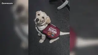 Reggie the dog ends his time with Cavaliers, Monsters at Rocket Arena in Cleveland: See what's next