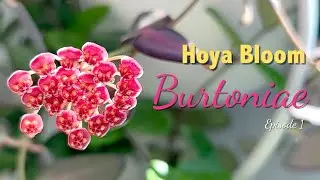 Hoya Sp aff Burtoniae | 🌸HOYA BLOOM | Flowering Care tips
