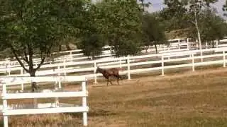 Magnum Chic Dream 2014 Colt