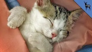 Do Cats Dream?