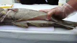 How To Fillet A Codfish Demo At The Cape Ann Farmer's Market