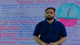 Ribosomes | ribosomes structure and function | ribosomes in Hindi