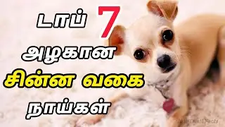 Pet Loversக்கு இது தெரியாம போயிடக்கூடாது | Top 7 Small Dogs Breeds | Just Tamil Facts