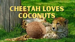 Savannah The Cheetah Loves  To Play With Coconuts!!