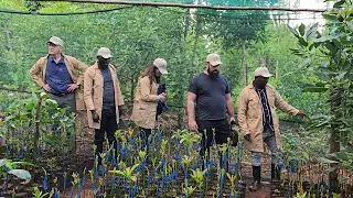 Episode 29: A Visit By An American Team At Our Nurseries | Hass Avocado Farming