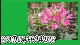 CLEOME OR SPIDER FLOWERS