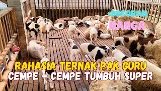 KUNCI SUKSES TERNAK DOMBA‼️JANGAN TERTIPU YOUTUBE