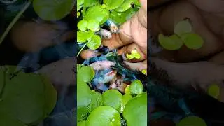 Beautiful Betta Fishes interaction for food 💚 #bettafish #betta #aquarium #fishpond