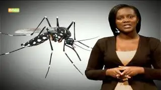 Kenya On Yellow Fever Alert