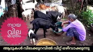 ആടുകളെ ന്യായവിലയിൽ വിറ്റ് ഒഴിവാക്കുന്നു | goat sale #youtube #india #cow #goat #goatlover #palakkad