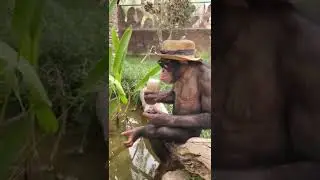 chimpanzee attitude 🤭🙂🐒#shorts #chimpanzee#wildlife #adventure #funny #funnyvideo #animallover
