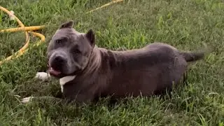 American bully T2TB grudges of 🅷🅿🅺 🦏 ‼️. 10 months and still growing