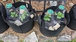 Gardzen  7 Gallon Grow Bags, Aeration Fabric Pots with Handles (video product review)