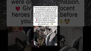 🔴Three Little Heroes in the Sky &ndash; Rescue Dogs on a Special Mission ✨🐶✈️