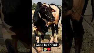 My 2025 qurbani animals #viralshort #cattleworld #animals #Qurbani#like #subscribe