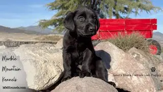 Growing Up! Juno x Captain's Black Female Lab Puppy #blacklabrador #labpuppies #labpuppy