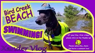 Greyhound SWIMMING in the Gulf! | Life with a retired racing Greyhound