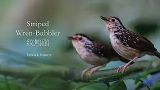 a pair of Striped Wren-Babbler calling ..