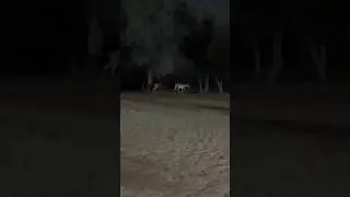 Arabian Sand Gazelle #alqudralake #arabiangazelles
