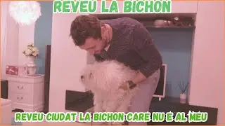 Reveu Dinala Ciudat La Un Bichon pe nume Maya. Vorbarie Aiurea....