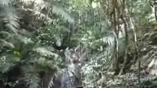 Jungle Trekking Thailand