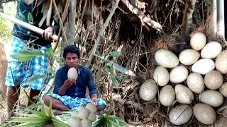 Primitive Technology: Find Bird nest and a lot of bird eggs - Cook bird eggs for food