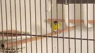 Желтолицый, или чиж Яррелла (Spinus yarrellii)