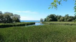 Serene Coastal Wetlands | Calming Sounds of the Wind | Relaxing Birdsong