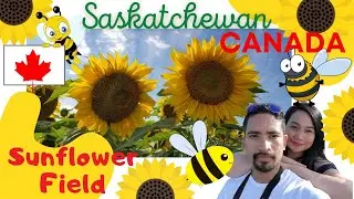 Sunflower Field to Visit in Saskatchewan | Kisbey, SK Canada #Kisbey #Saskatchewan #Sunflower