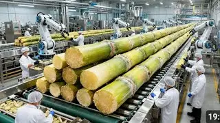 Inside a Modern Cane Sugar Factory From Fresh Sugarcane to Pure Crystal Sugar (Full Process)