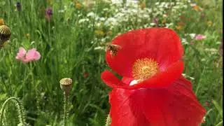 BYWN Pollinator Plot- Buzzing Bee