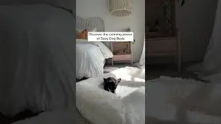 Orthopaedic Dog Bed To Help With Anxiety