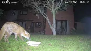 Garden Wildlife Fox Videos EufyCam S3 Pro 3 Security Camera Worcester, England 19th November 2025