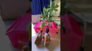 Alhamdulillah alpukat Siger dan alpukat Tansbich mendarat di kota padang dengan selamat #kokkalai #a