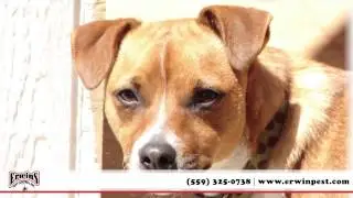 Erwin's Pest Control, Inc. | Pest Control in Clovis