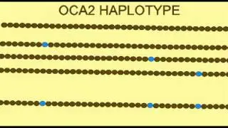 GENETICS OF HAIR, SKIN, IRIS COLOR: HAPLOTYPE