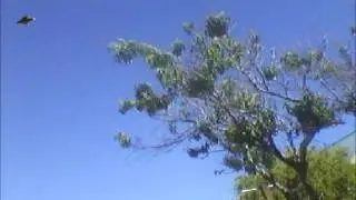 UFO footage. Petone, Wellington, New Zealand, 10/1/2014.