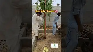How to Plant a Coconut 🥥 Tree 🌴🌴 #coconuttree #coconutplantation #viral #viralvideo #shorts