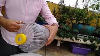 como plantar morango