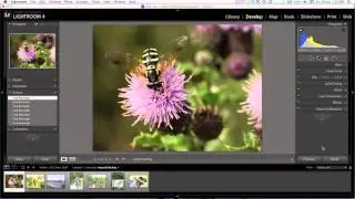 Cropping an Image in Photoshop Lightroom (2/19)