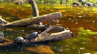 Turtles On A Log Stock Video