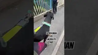 Doberman Vs Mobility Aid #dog #doglover #doberman
