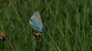 Bloemenblauwtje - Glaucopsyche alexis