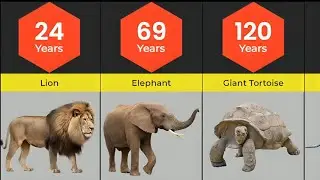 Average Lifespan Of Different Animals | Lifespans Of Animals