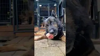 Raw meat feast 🥩 #germanshepherd #dog