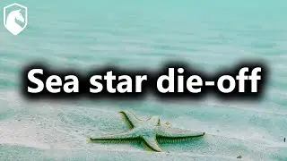 Wasting disease and the sea star die off in 2013 (from Livestream #172)