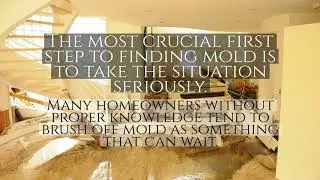 Can A Fort Lauderdale Public Adjuster Assist With Mold Damage | United Claims Specialists